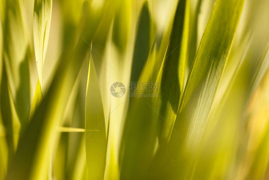 美丽植物群草地阳光下的黄五颜六色的自然背景摘要阳光下的黄草图片