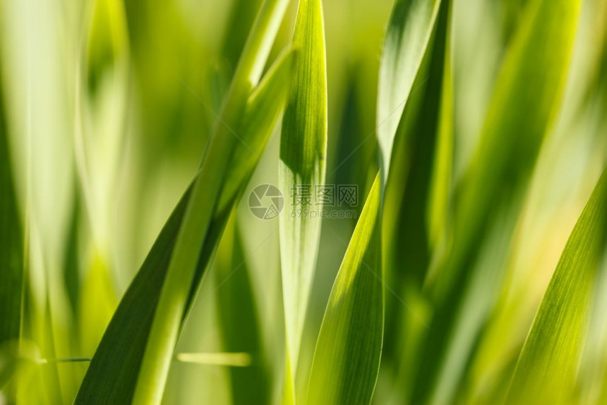 蓝色的阳光下黄草五颜六色的自然背景摘要阳光下的黄草五颜六色的自然背景摘要美丽的叶子图片