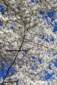 蓝色的时间在果园盛开的春白樱桃花预计将丰收大量美味的浆果以对抗蓝天的樱桃花朵瓣背景图片