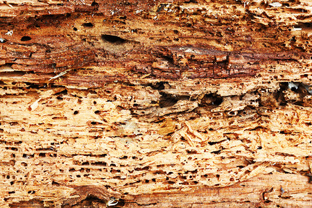 树干被无趣昆虫或普通家具甲虫毁坏的木材粗细纹质物头老的图片