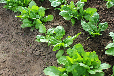 生产自然花园里新鲜的有机菠菜叶花园里新鲜的菠菜有机叶素食主义者图片