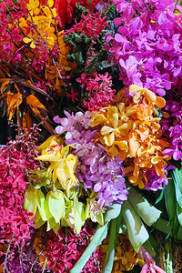紫色的曼谷花瓣背景的布格图象图片