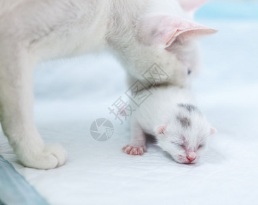 微小的白猫背着回巢穴背着回巢穴小动物图片