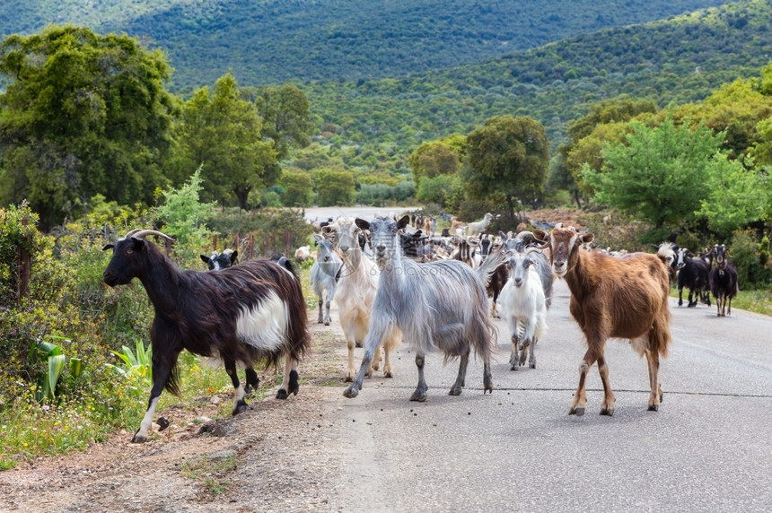 乡村的动物风景希腊在公路上行走的山羊群图片