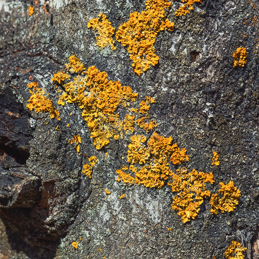 抽象的俄罗斯方形自然背景树缝上皮的橙色地衣选择焦点复制LichenOnAbark的空间破裂图片