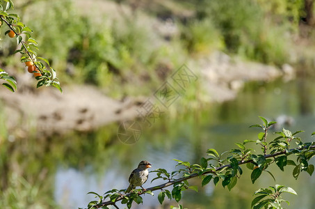 唱歌羽毛保加利亚索非黄水果和叶子的野羽枝上唱着小屋麻雀户外图片