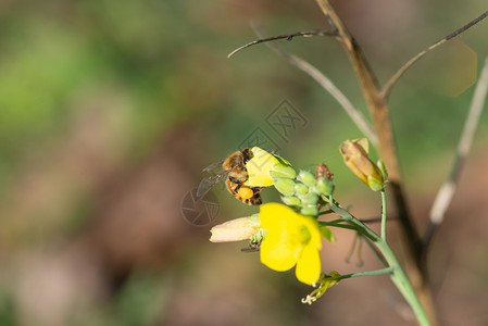 花园蜜蜂收集野生黄色火箭花蜜蜂的粉收集黄色火箭花的粉晴天细节图片