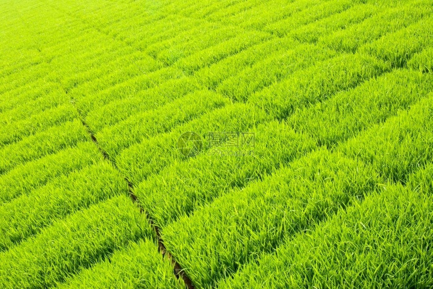 生长园艺稻田清晨光照下美丽的新鲜草原图片