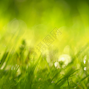 绿草和太阳的美丽自然背景春月和清晨的季节概念自然质天空为了明亮的图片