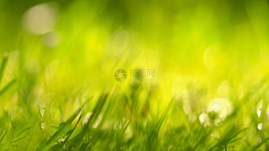 光束新鲜的草地绿和太阳的美丽自然背景春月和清晨的季节概念自然质图片