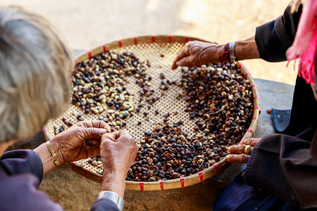 农民对咖啡豆进行分拣过程图片