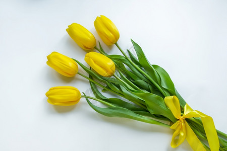 纯度一种有机的白色背景礼物上的黄色郁金香白背景的黄郁金香惊喜图片
