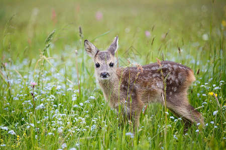 伪装尾随白鱼草地中年轻的野生小鹿卡普雷奥勒斯角鹿新出生的红野春天自然图片