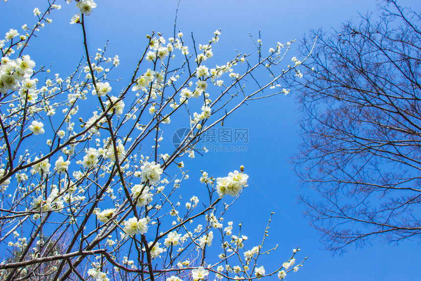 树蓝色的白梅花和天空明亮背景旅行图片