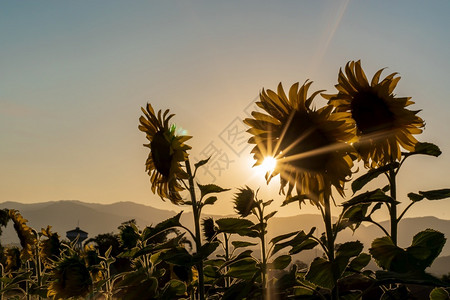 在日落背景的领域开花向日葵领域风景剪影种植园轮廓自然图片