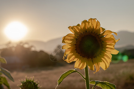 景观在日落背的领域开花向日葵领域风景剪影夏天种植园图片