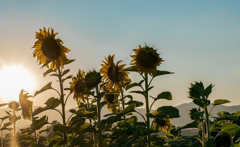 在日落背景的领域开花向日葵领域风景剪影绿色有机的自然图片