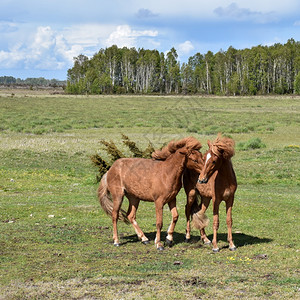 农场两匹嬉戏的马在一片绿色明亮的草原上遗产棕色的图片