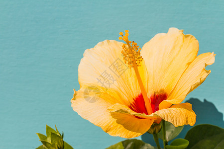美丽夏威夷绿色背景上的黄Hbibscus关闭花粉图片