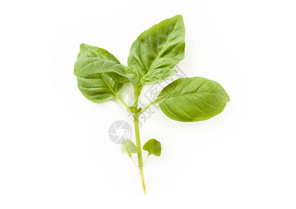 香气食物素主义者白色背景的绿树叶被孤立图片