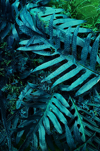 异国情调氖魔法黑暗背景下的热带树叶林发光与黑暗背景形成鲜明对比图片