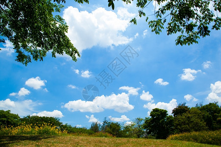 新鲜的园景阳光公和明亮的天空清新绿草地在光明空气中背景图片