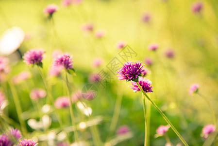 紫色Gomphrenaglobosa或Fireworks在严酷的阳光下花朵场地圆圈背景图片