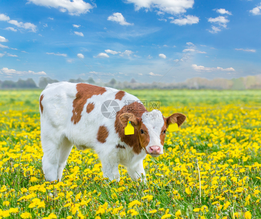 农场田地平线一只红的荷尔斯泰因小牛鹿在土丘草地上图片