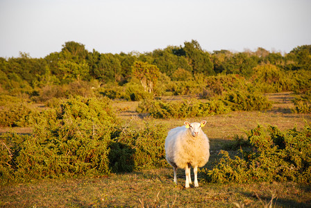 风景优美动物衬套在瑞典的奥兰德岛与犹太教徒一起观望风景中的羊群图片