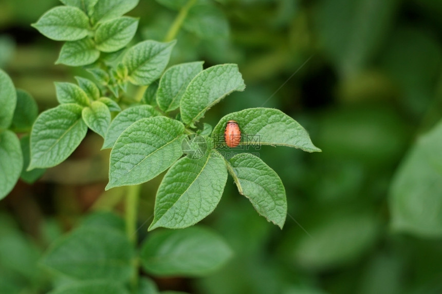 前景种植土豆的年轻人大绿色叶子在树上是一种害虫对土豆哥罗拉多马铃薯甲虫叶的危险生长文化图片
