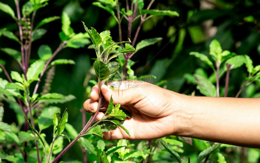 细节有机蔬菜概念农业和健康食品农牧业和健康食品在后院的菜园中采集巴西尔树叶收园艺图片