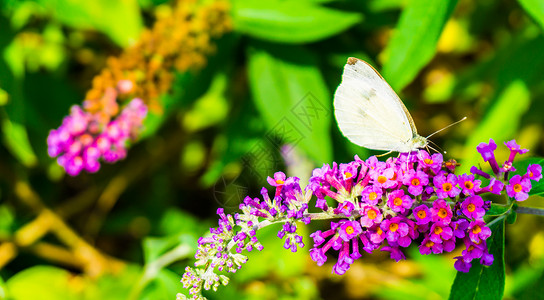 达维迪薰衣草收集一种美丽的白蝴蝶宏观关闭了喝花朵的蜜从蝴蝶树丛花中背景