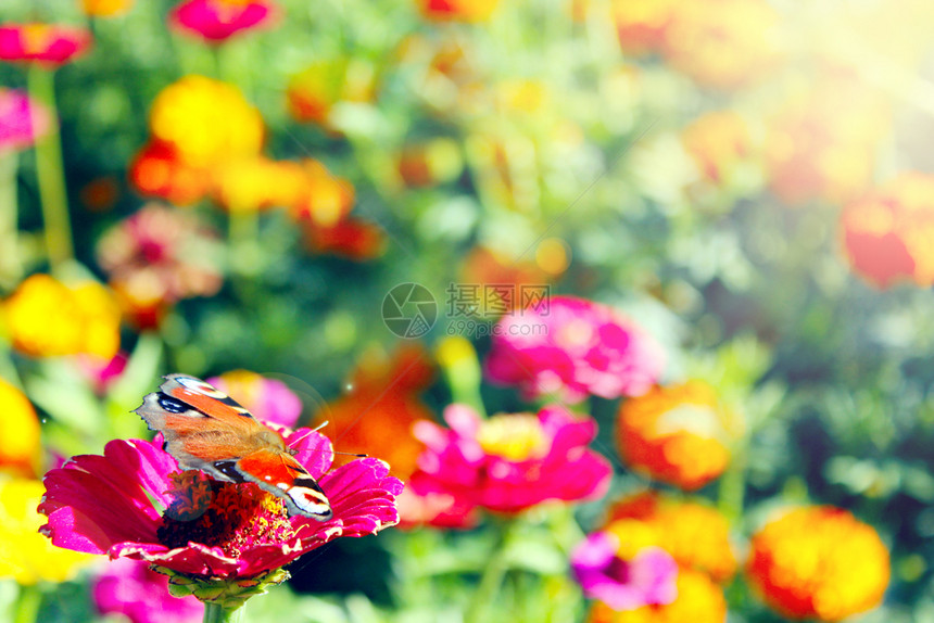 红色的爪子昆虫夏季蝴蝶的颜色不同坐在孔雀眼的花朵蝴蝶上坐在辛尼娅的花朵上图片