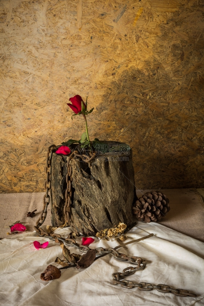 老鹰队桌上自然华伦人节时的静生代名玫瑰图片