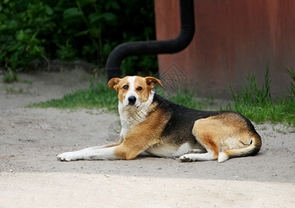 驯服一条流浪狗躺在地上期待着未来的一只流浪狗倒在地上对话杂种图片