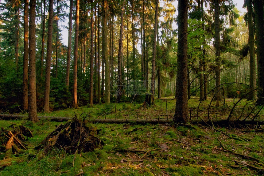 金合欢全景非洲人秋天清晨在波兰的BoryTucholskie公园内有旧树苗和密集低生长的野森林图片