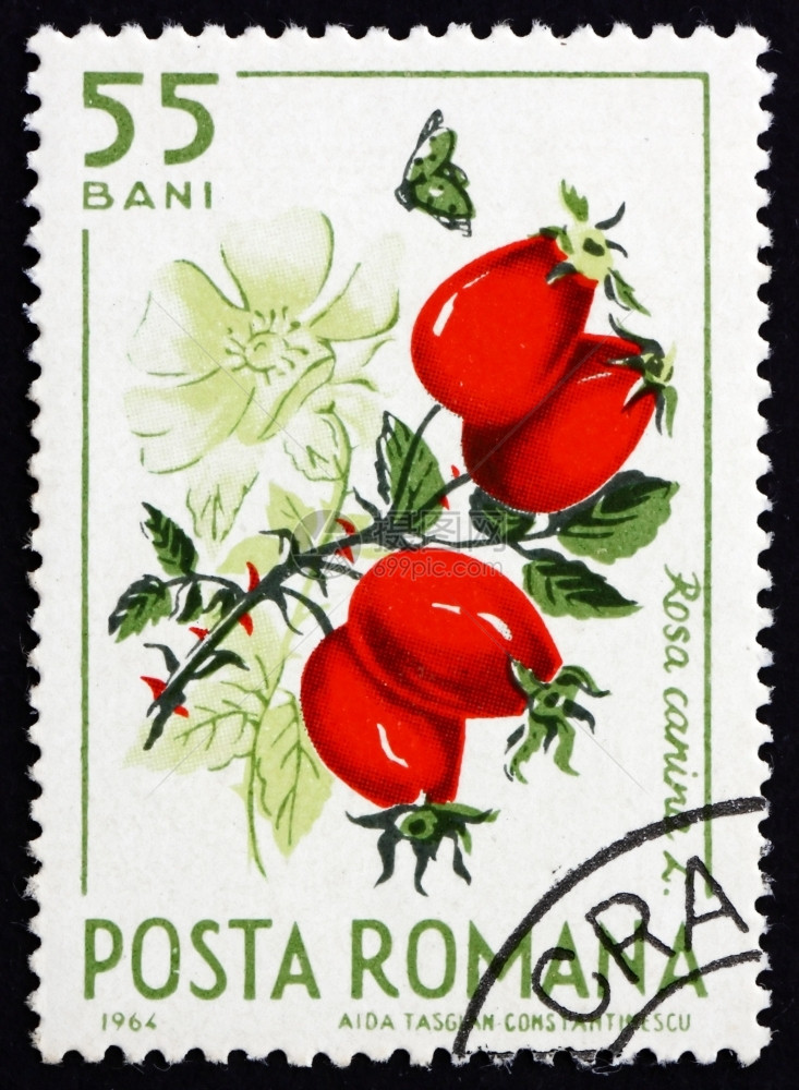 臀部罗马尼亚大约1964年罗马尼亚印有一张邮票上面显示野玫瑰果狗罗莎犬天然水果大约年穿孔的航运图片