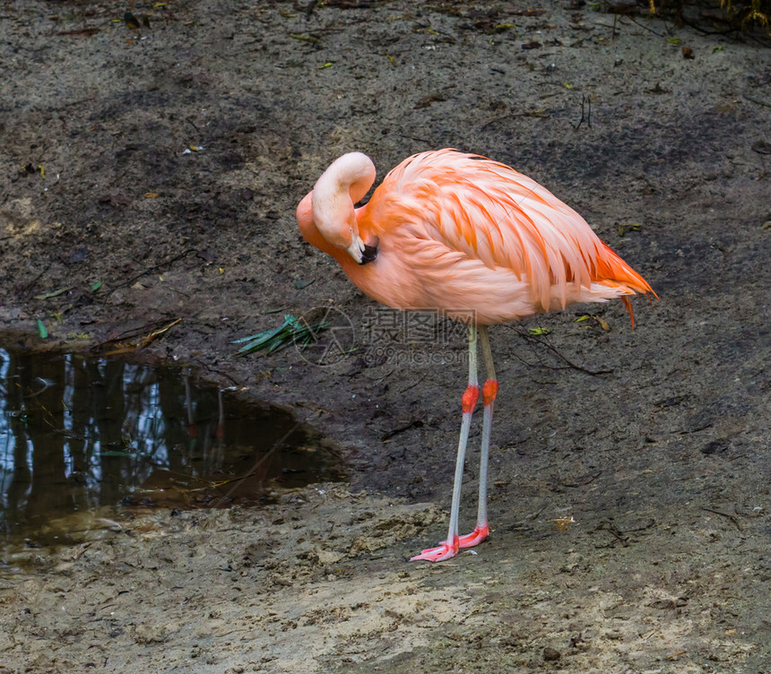粉红辣椒火烈鸟站在水面上清洗羽毛靠近来自美洲的受到威胁热带鸟类动物学地位美国人图片