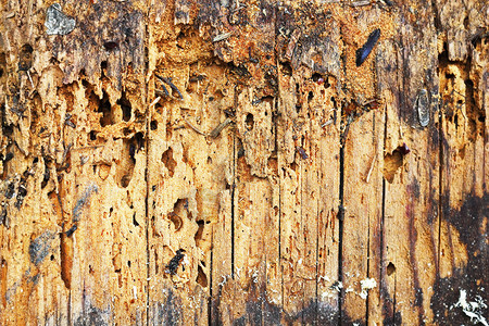 出没木材腐坏的板孔或普通家具甲虫攻击的木质背景破裂图片