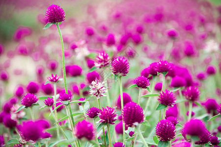 地球环紫色美丽的大自然是一朵易于生长的花容地园艺户外图片