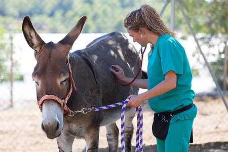 听诊器关心对驴子进行体格检查的兽医外科生图片
