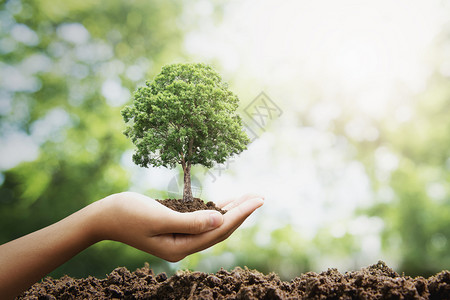手国际的在绿色背景生态地球日概念下种植的长着大树生活图片