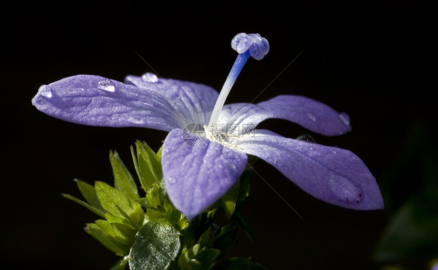 有色带水滴在宏中的阵雨露假期植物群图片