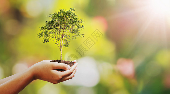 比什瓦特友好社会的可持续在绿色背景生态地球日上种植的长着大树背景