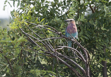 平静的安详非洲Kruger公园的Lilac滚鸟丰富多彩的图片