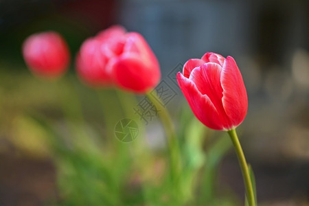美丽的春红花郁金香天然多彩模糊背景阳光绽放紫色的图片
