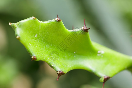 EuporbiaLatiCraib是另一种装饰植物绿色新鲜的草本植物图片