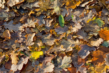 黄色地面干枯的落叶背景