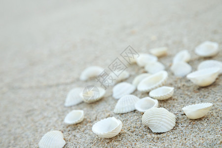 海星和沙滩上的贝壳图片