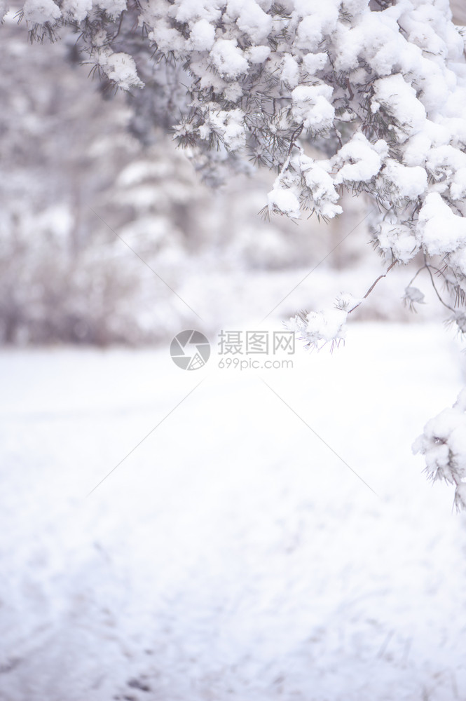 圣诞节降雪抽象的冬季背景有文字空间雪和模糊背景中的松树枝Vignette图片